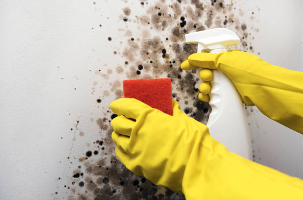 Mold Removal Process in Kaibab Estates West, AZ