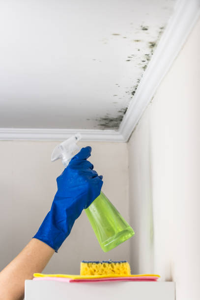 Mold Removal Process in Kaibab Estates West, AZ